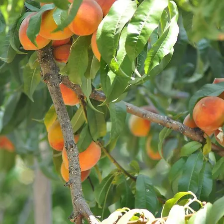 ホームステイ Mursel Garden