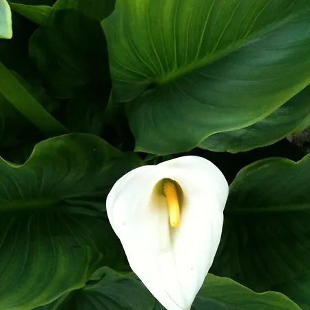 Mursel Garden Kusadası